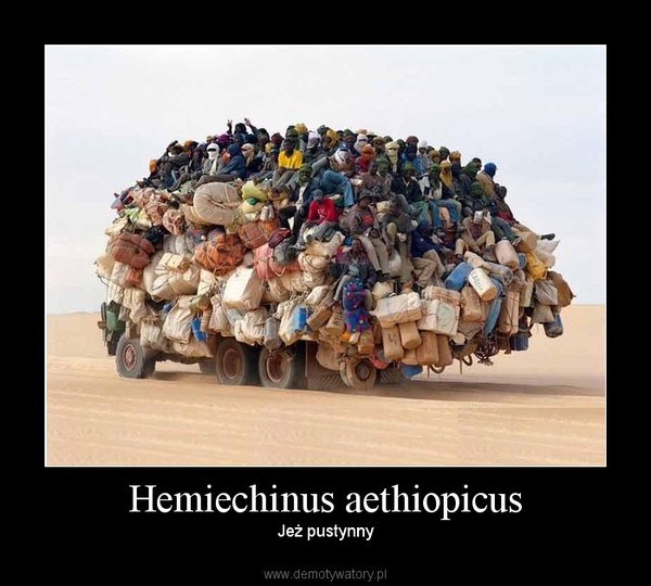 Hemiechinus aethiopicus