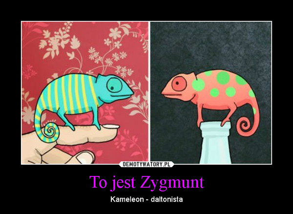 To jest Zygmunt – Kameleon - daltonista 