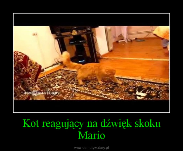 Kot reagujący na dźwięk skoku Mario –  