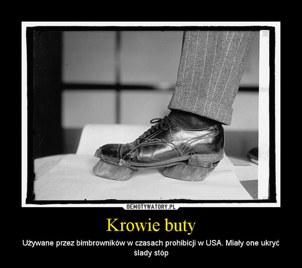 Krowie buty – Używane przez bimbrowników w czasach prohibicji w USA. Miały one ukryć ślady stóp 