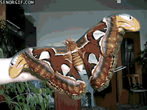 Ćma mamucia – Jeden z największych motyli. Rozpiętość jego skrzydeł ma nawet 15 cm. 