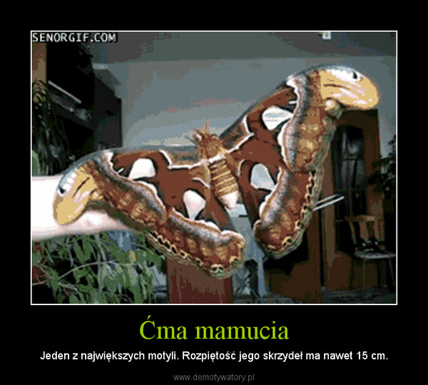 Ćma mamucia – Jeden z największych motyli. Rozpiętość jego skrzydeł ma nawet 15 cm. 