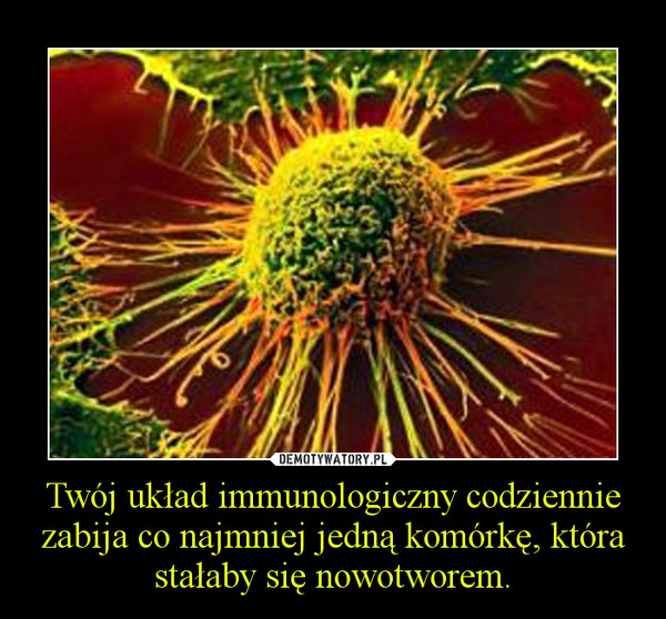 Twój układ immunologiczny codziennie zabija co najmniej jedną komórkę, która stałaby się nowotworem. –  