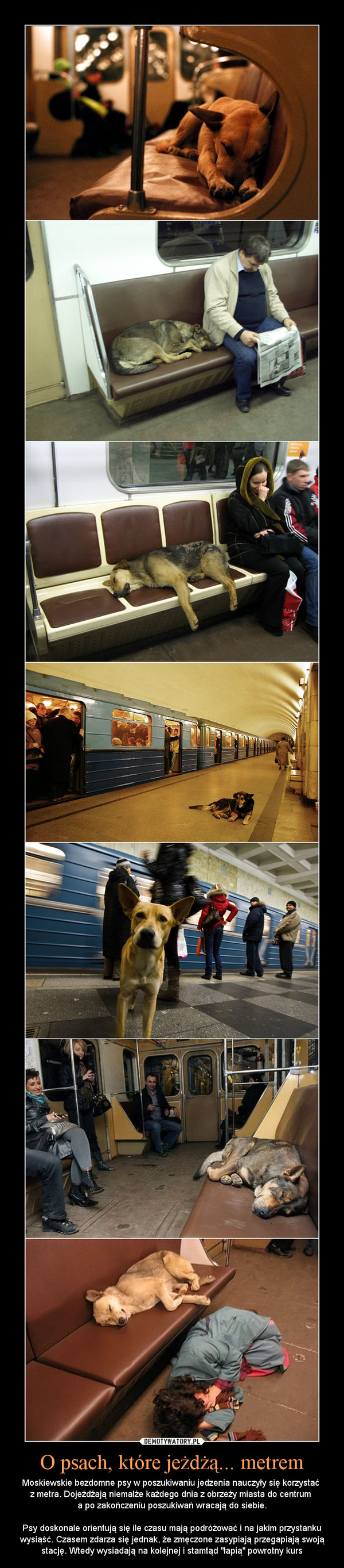 O psach, które jeżdżą... metrem – Moskiewskie bezdomne psy w poszukiwaniu jedzenia nauczyły się korzystać z metra. Dojeżdżają niemalże każdego dnia z obrzeży miasta do centrum a po zakończeniu poszukiwań wracają do siebie.Psy doskonale orientują się ile czasu mają podróżować i na jakim przystanku wysiąść. Czasem zdarza się jednak, że zmęczone zasypiają przegapiają swoją stację. Wtedy wysiadają na kolejnej i stamtąd "łapią" powrotny kurs 