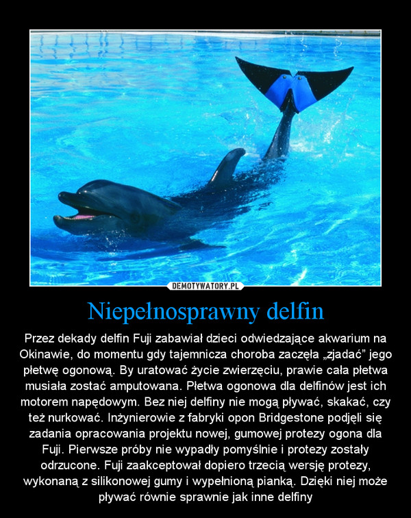 Niepełnosprawny delfin