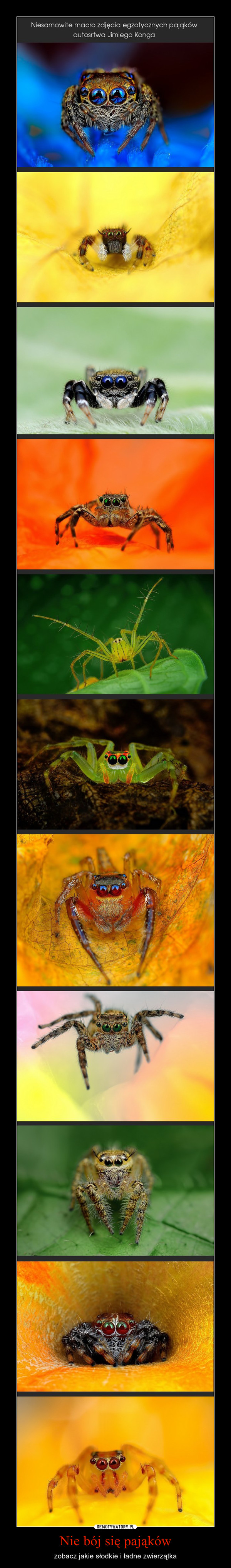 Nie bój się pająków – zobacz jakie słodkie i ładne zwierzątka 