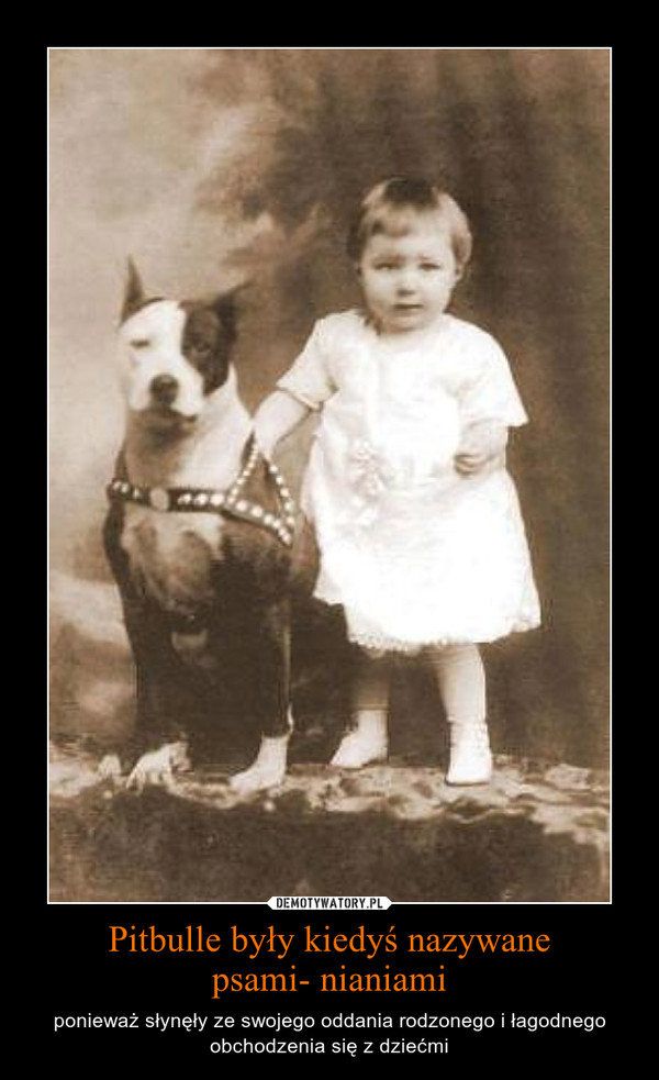 Pitbulle były kiedyś nazywanepsami- nianiami – ponieważ słynęły ze swojego oddania rodzonego i łagodnego obchodzenia się z dziećmi 
