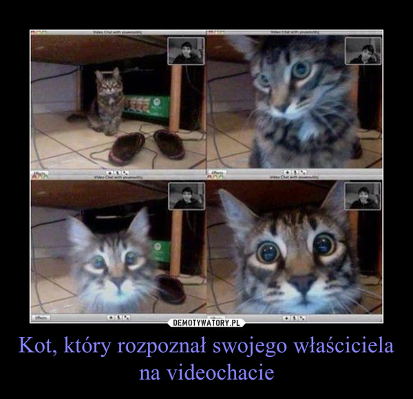 Kot, który rozpoznał swojego właściciela na videochacie –  