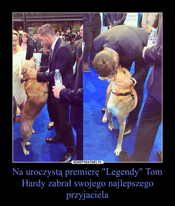 Na uroczystą premierę "Legendy" Tom Hardy zabrał swojego najlepszego przyjaciela –  