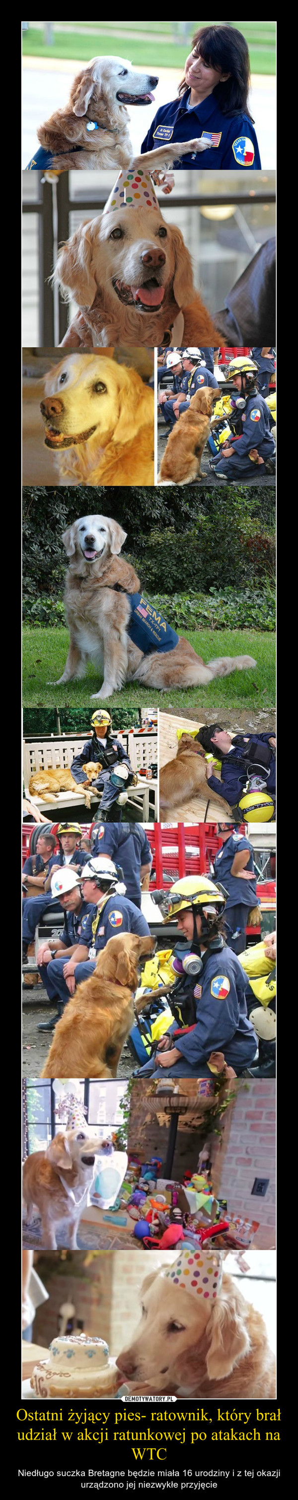 Ostatni żyjący pies- ratownik, który brał udział w akcji ratunkowej po atakach na WTC – Niedługo suczka Bretagne będzie miała 16 urodziny i z tej okazji urządzono jej niezwykłe przyjęcie 