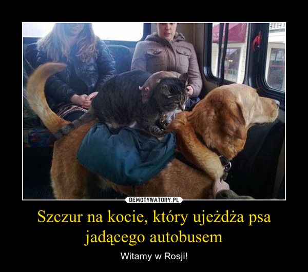 Szczur na kocie, który ujeżdża psa jadącego autobusem – Witamy w Rosji! 