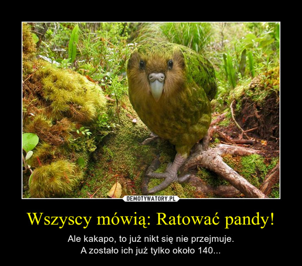 Wszyscy mówią: Ratować pandy! – Ale kakapo, to już nikt się nie przejmuje.A zostało ich już tylko około 140... 