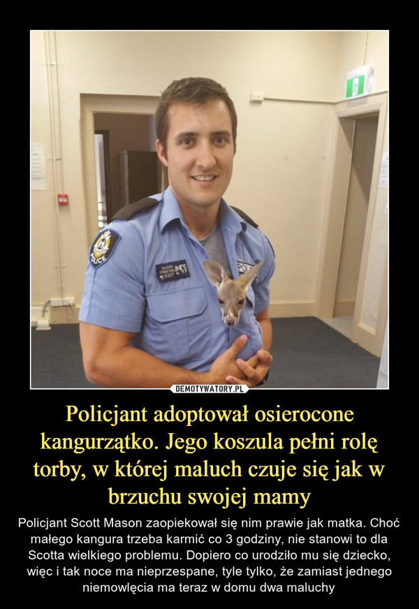 Policjant adoptował osierocone kangurzątko. Jego koszula pełni rolę torby, w której maluch czuje się jak w brzuchu swojej mamy