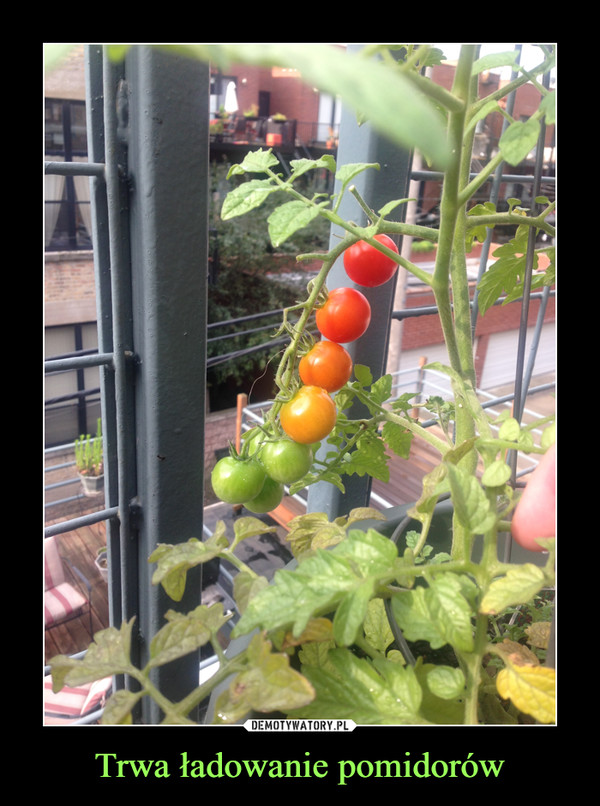 Trwa ładowanie pomidorów –  