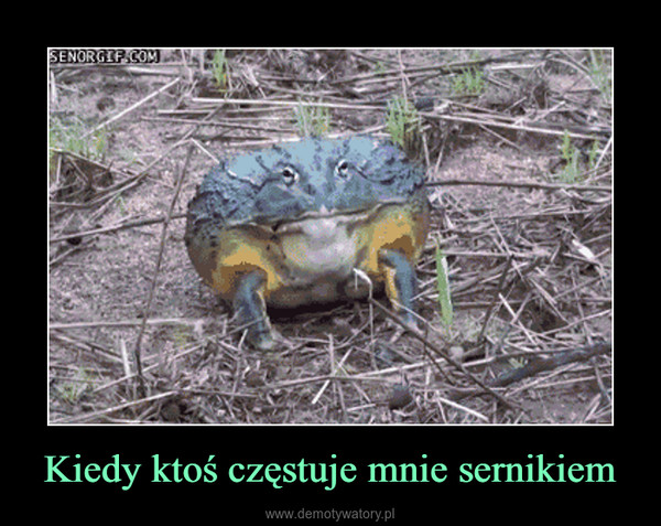Kiedy ktoś częstuje mnie sernikiem –  