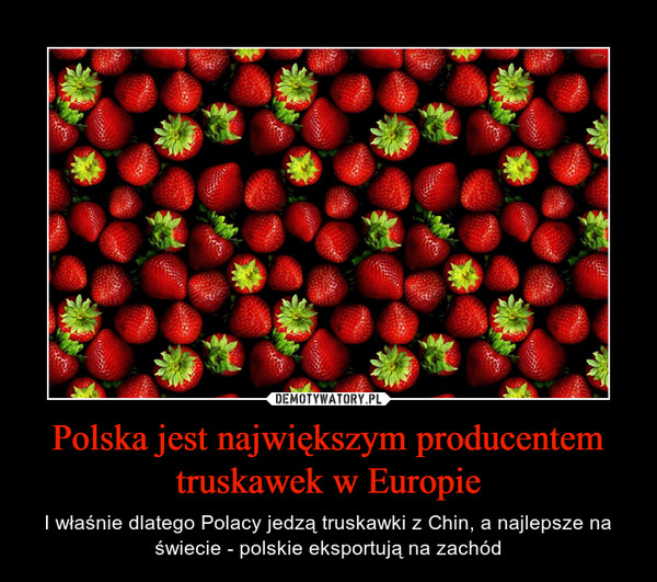 Polska jest największym producentem truskawek w Europie – I właśnie dlatego Polacy jedzą truskawki z Chin, a najlepsze na świecie - polskie eksportują na zachód 