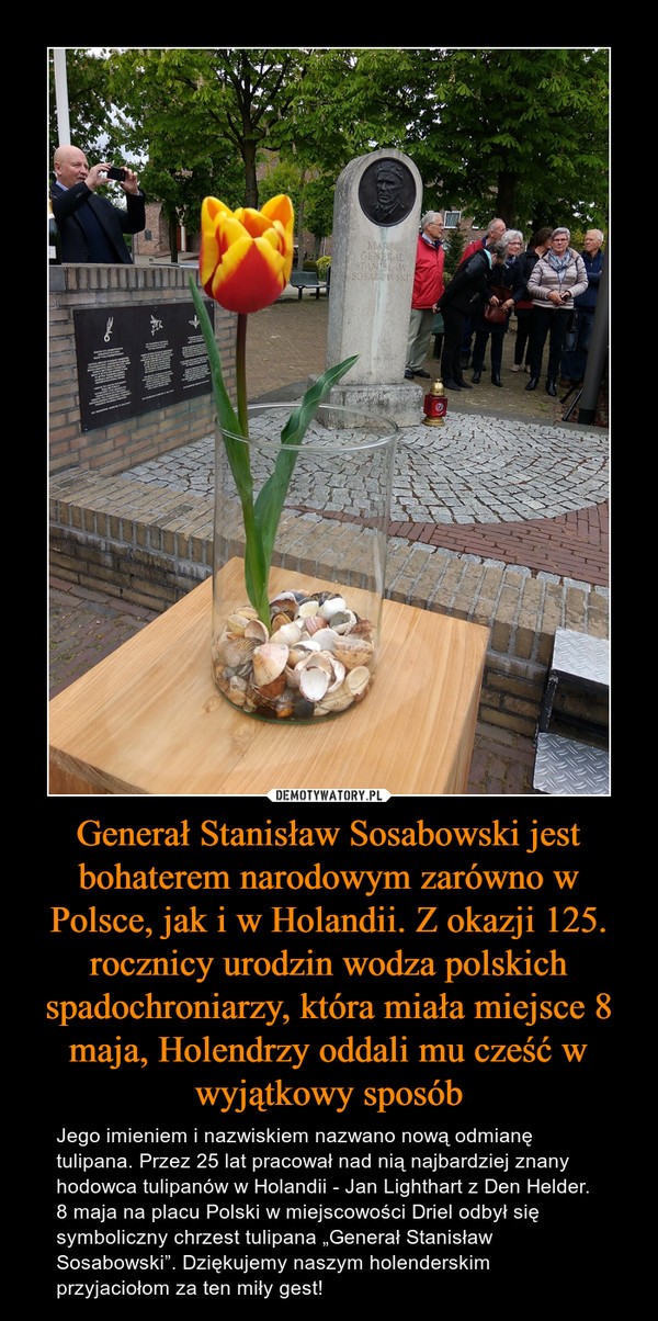 Generał Stanisław Sosabowski jest bohaterem narodowym zarówno w Polsce, jak i w Holandii. Z okazji 125. rocznicy urodzin wodza polskich spadochroniarzy, która miała miejsce 8 maja, Holendrzy oddali mu cześć w wyjątkowy sposób – Jego imieniem i nazwiskiem nazwano nową odmianę tulipana. Przez 25 lat pracował nad nią najbardziej znany hodowca tulipanów w Holandii - Jan Lighthart z Den Helder. 8 maja na placu Polski w miejscowości Driel odbył się symboliczny chrzest tulipana „Generał Stanisław Sosabowski”. Dziękujemy naszym holenderskim przyjaciołom za ten miły gest! 