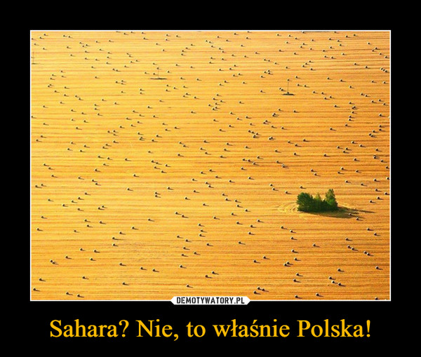 Sahara? Nie, to właśnie Polska! –  