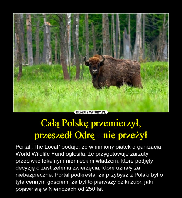 Całą Polskę przemierzył,przeszedł Odrę - nie przeżył – Portal „The Local” podaje, że w miniony piątek organizacja World Wildlife Fund ogłosiła, że przygotowuje zarzuty przeciwko lokalnym niemieckim władzom, które podjęły decyzję o zastrzeleniu zwierzęcia, które uznały za niebezpieczne. Portal podkreśla, że przybysz z Polski był o tyle cennym gościem, że był to pierwszy dziki żubr, jaki pojawił się w Niemczech od 250 lat 