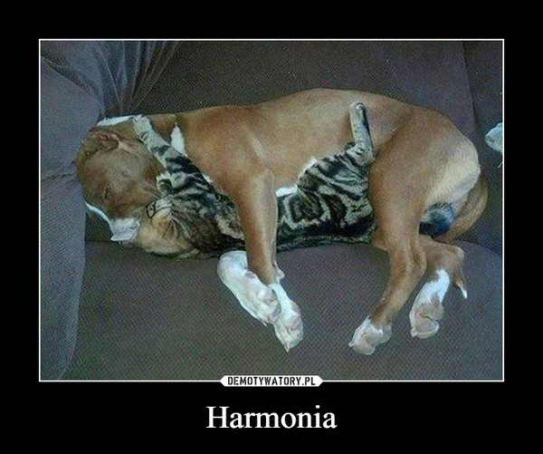 Harmonia –  