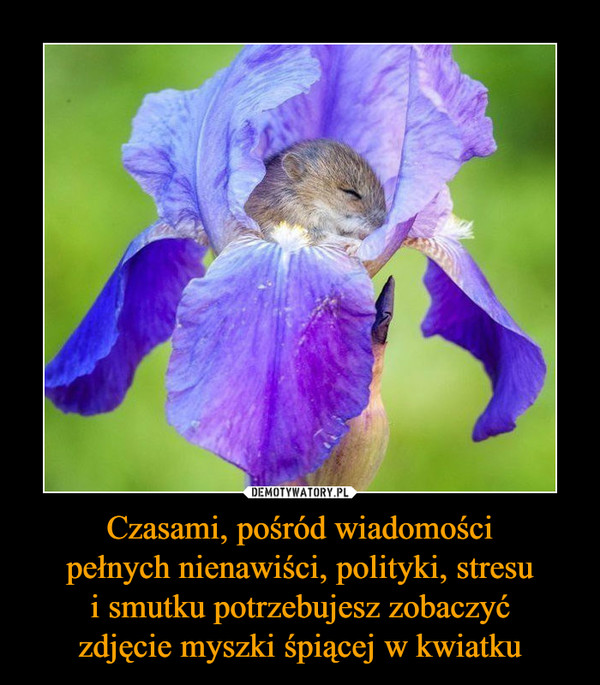 Czasami, pośród wiadomościpełnych nienawiści, polityki, stresui smutku potrzebujesz zobaczyćzdjęcie myszki śpiącej w kwiatku –  