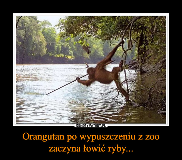 Orangutan po wypuszczeniu z zoo zaczyna łowić ryby... –  