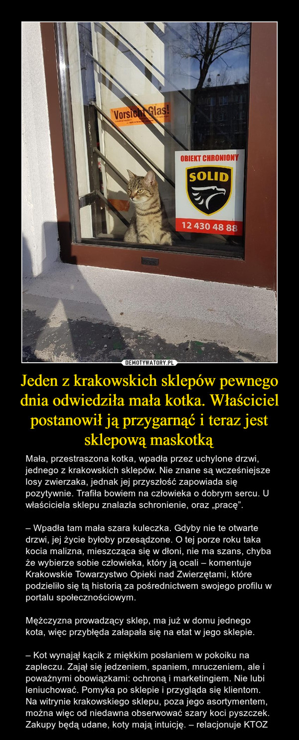 Jeden z krakowskich sklepów pewnego dnia odwiedziła mała kotka. Właściciel postanowił ją przygarnąć i teraz jest sklepową maskotką