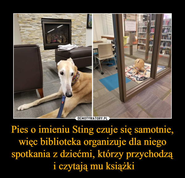 Pies o imieniu Sting czuje się samotnie, więc biblioteka organizuje dla niego spotkania z dziećmi, którzy przychodzą i czytają mu książki –  