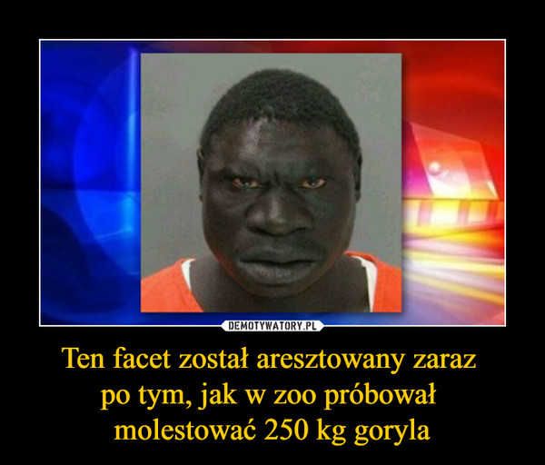 Ten facet został aresztowany zaraz po tym, jak w zoo próbował molestować 250 kg goryla –  