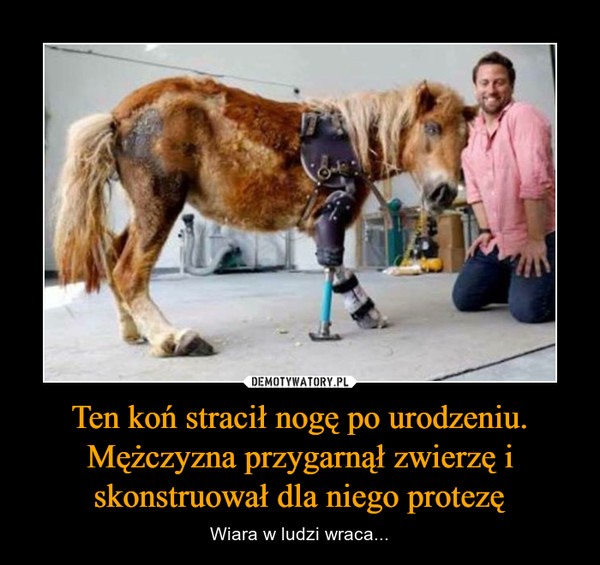Ten koń stracił nogę po urodzeniu. Mężczyzna przygarnął zwierzę i skonstruował dla niego protezę