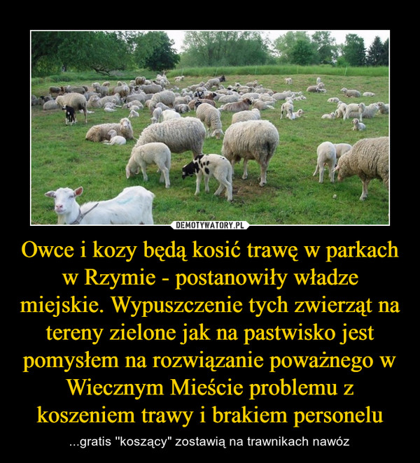 Owce i kozy będą kosić trawę w parkach w Rzymie - postanowiły władze miejskie. Wypuszczenie tych zwierząt na tereny zielone jak na pastwisko jest pomysłem na rozwiązanie poważnego w Wiecznym Mieście problemu z koszeniem trawy i brakiem personelu – ...gratis ''koszący" zostawią na trawnikach nawóz 