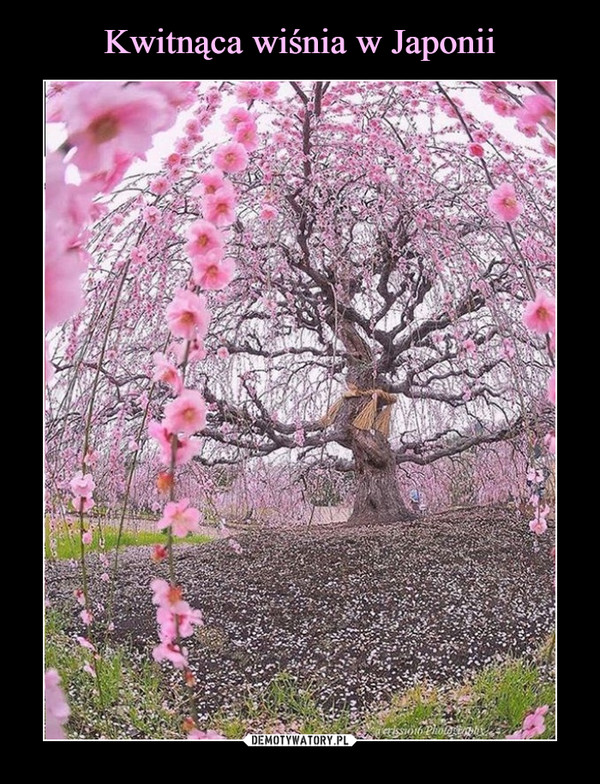 Kwitnąca wiśnia w Japonii