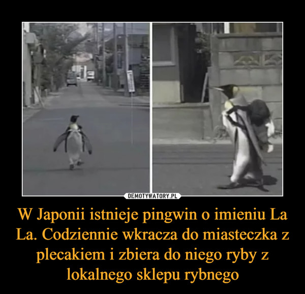 W Japonii istnieje pingwin o imieniu La La. Codziennie wkracza do miasteczka z plecakiem i zbiera do niego ryby z lokalnego sklepu rybnego –  