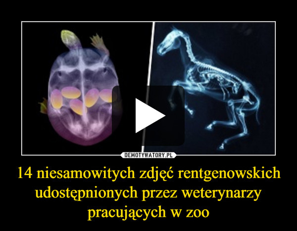 14 niesamowitych zdjęć rentgenowskich udostępnionych przez weterynarzy pracujących w zoo –  
