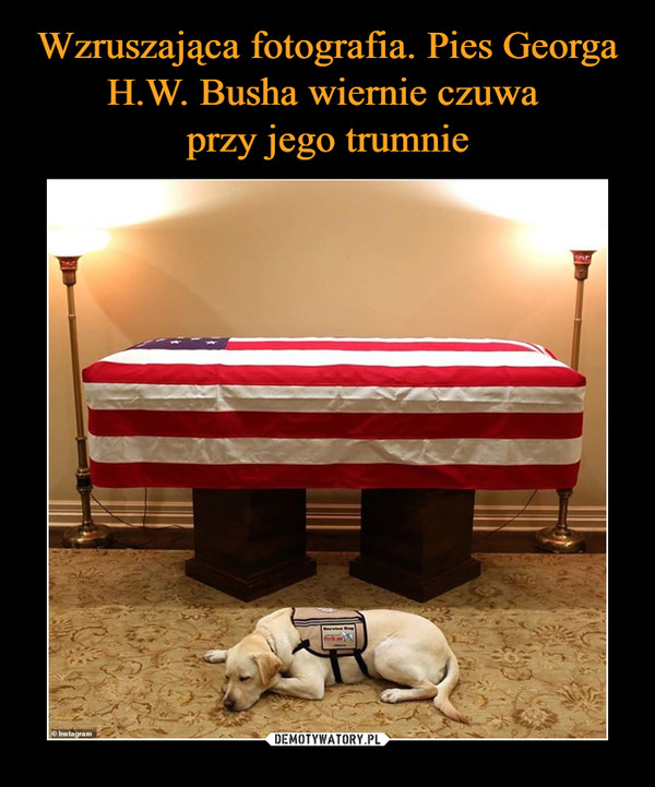 Wzruszająca fotografia. Pies Georga H.W. Busha wiernie czuwa 
przy jego trumnie