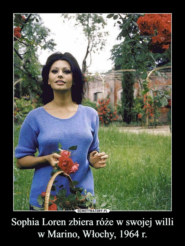Sophia Loren zbiera róże w swojej willi w Marino, Włochy, 1964 r. –  