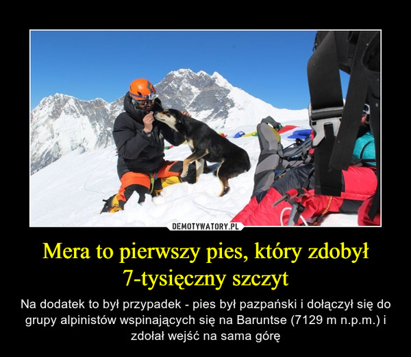 Mera to pierwszy pies, który zdobył 7-tysięczny szczyt – Na dodatek to był przypadek - pies był pazpański i dołączył się do grupy alpinistów wspinających się na Baruntse (7129 m n.p.m.) i zdołał wejść na sama górę 
