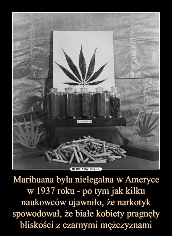 Marihuana była nielegalna w Amerycew 1937 roku - po tym jak kilku naukowców ujawniło, że narkotyk spowodował, że białe kobiety pragnęły bliskości z czarnymi mężczyznami –  