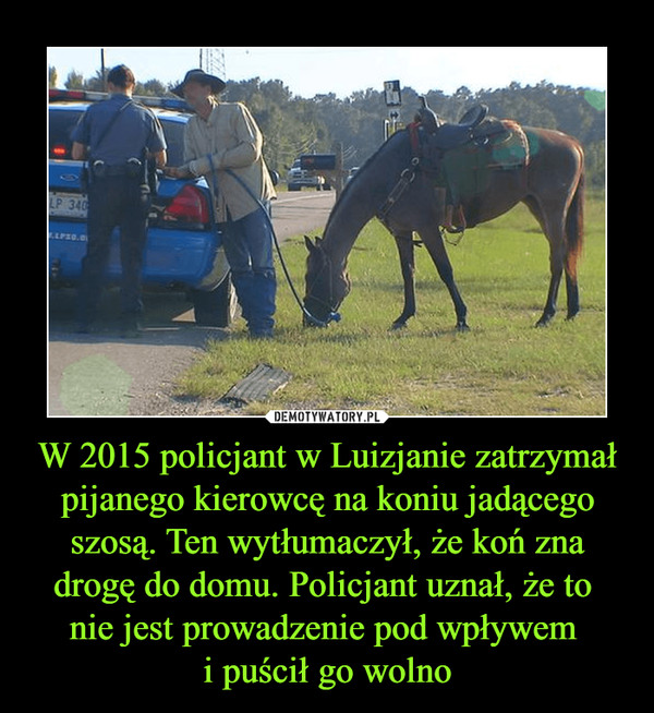 W 2015 policjant w Luizjanie zatrzymał pijanego kierowcę na koniu jadącego szosą. Ten wytłumaczył, że koń zna drogę do domu. Policjant uznał, że to nie jest prowadzenie pod wpływem i puścił go wolno –  