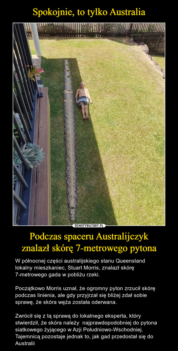 Spokojnie, to tylko Australia Podczas spaceru Australijczyk
znalazł skórę 7-metrowego pytona