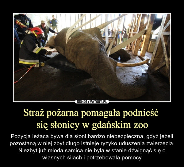 Straż pożarna pomagała podnieść się słonicy w gdańskim zoo – Pozycja leżąca bywa dla słoni bardzo niebezpieczna, gdyż jeżeli pozostaną w niej zbyt długo istnieje ryzyko uduszenia zwierzęcia. Niezbyt już młoda samica nie była w stanie dźwignąć się o własnych silach i potrzebowała pomocy 