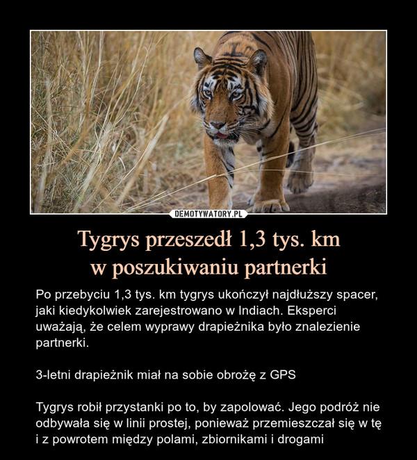 Tygrys przeszedł 1,3 tys. km
w poszukiwaniu partnerki