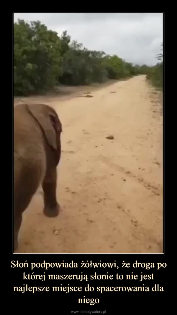 Słoń podpowiada żółwiowi, że droga po której maszerują słonie to nie jest najlepsze miejsce do spacerowania dla niego –  