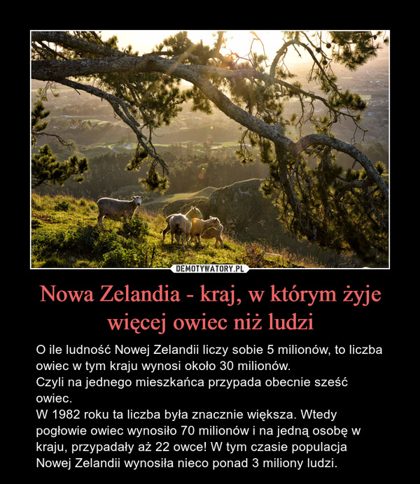 Nowa Zelandia - kraj, w którym żyje więcej owiec niż ludzi