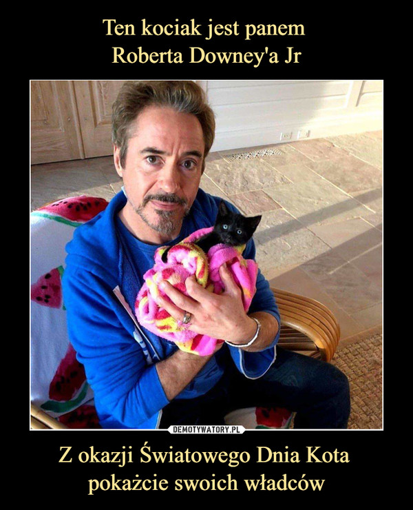 Ten kociak jest panem 
Roberta Downey'a Jr Z okazji Światowego Dnia Kota 
pokażcie swoich władców