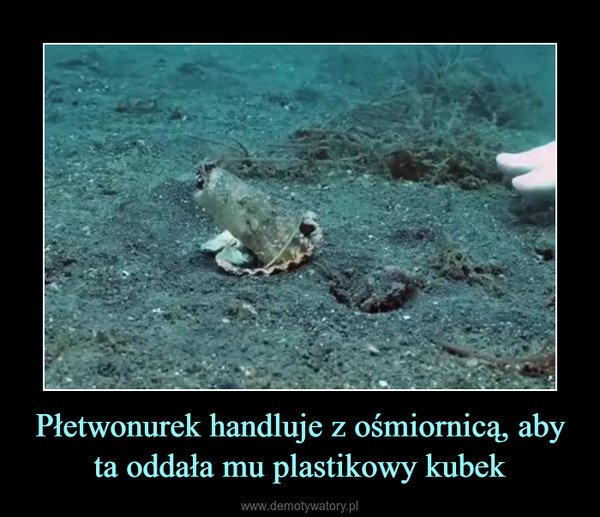 Płetwonurek handluje z ośmiornicą, aby ta oddała mu plastikowy kubek –  