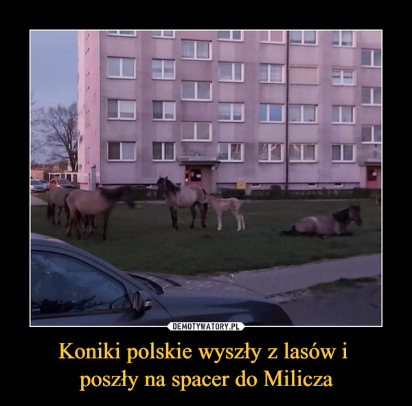 Koniki polskie wyszły z lasów i 
poszły na spacer do Milicza