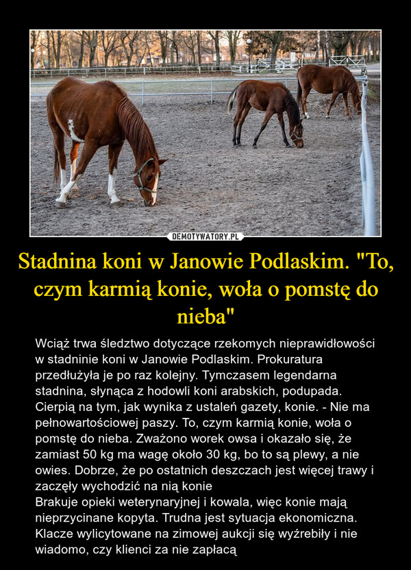 Stadnina koni w Janowie Podlaskim. "To, czym karmią konie, woła o pomstę do nieba"