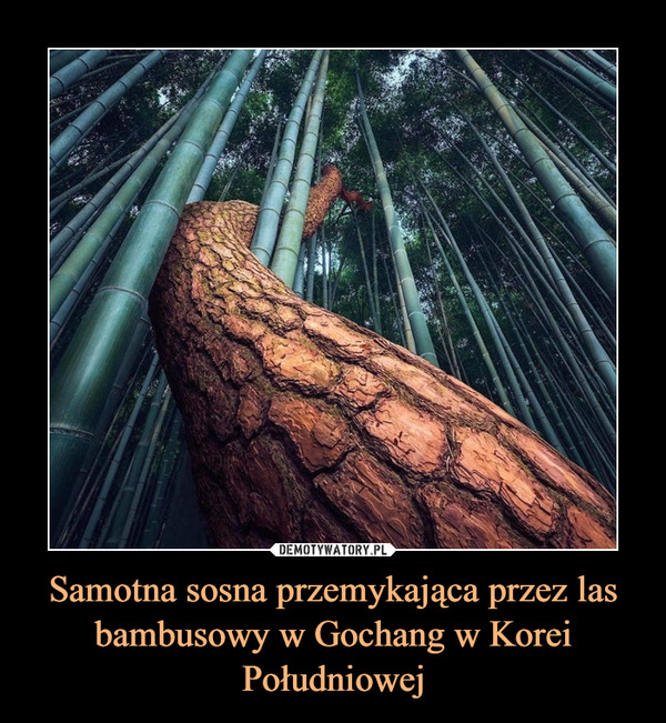Samotna sosna przemykająca przez las bambusowy w Gochang w Korei Południowej