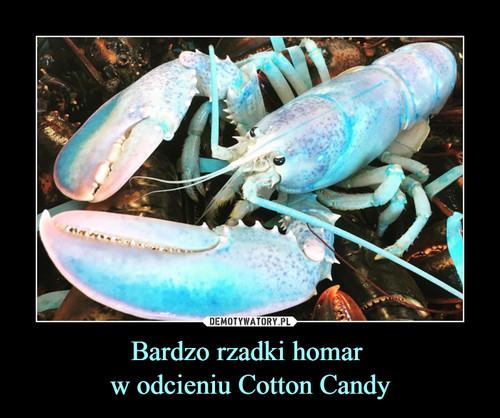 Bardzo rzadki homar 
w odcieniu Cotton Candy